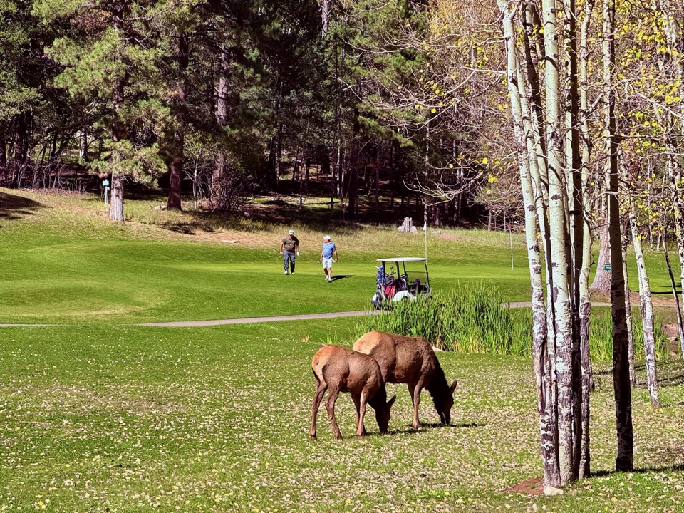 Elk grazing on the fairway at the Mountain Course at The Lodge at Cloudcroft, golfers and cart in the distance