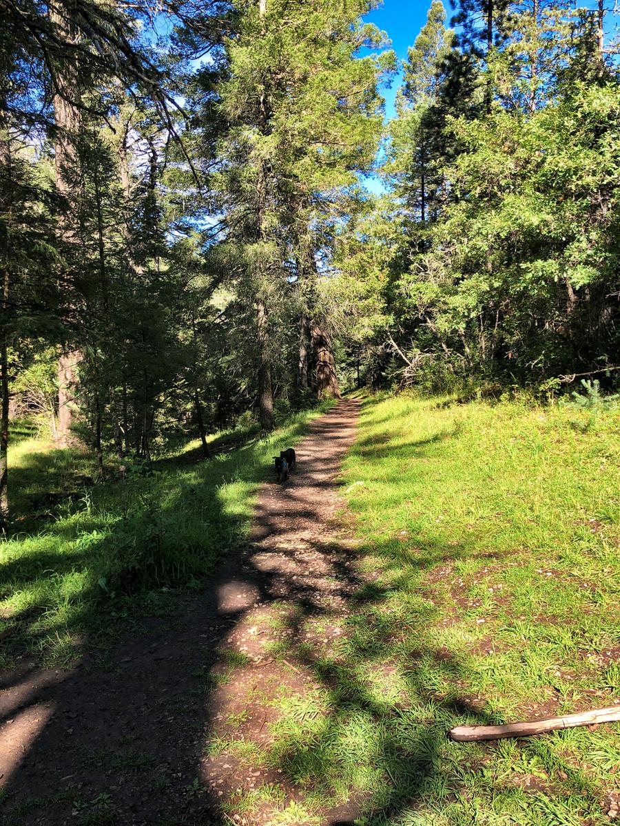 Soft dirt trail stretching into shaded forest with dappled sunlight through tall pines