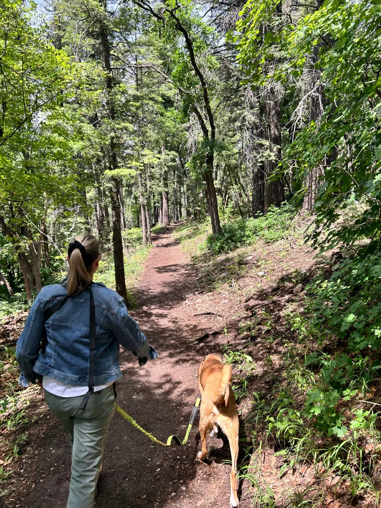 Hiker walking a dog on a leash down a forest trail canopied by green oaks and mixed conifers
