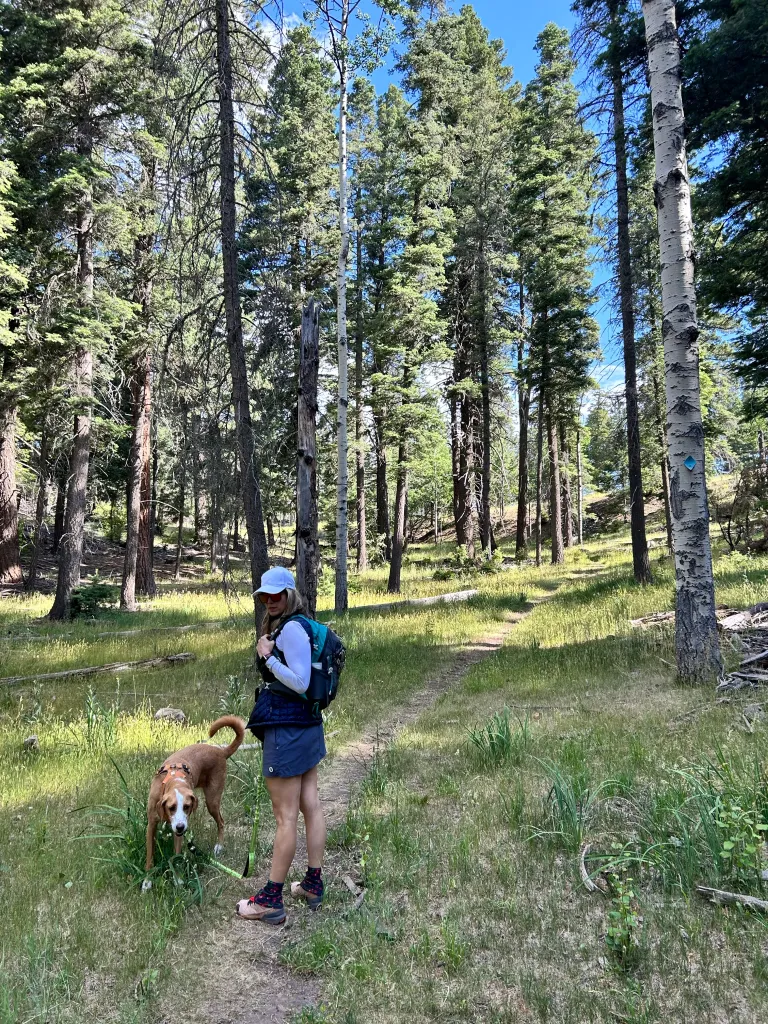 Hiker with daypack and dog pausing on a trail through tall ponderosa pines and mountain grass