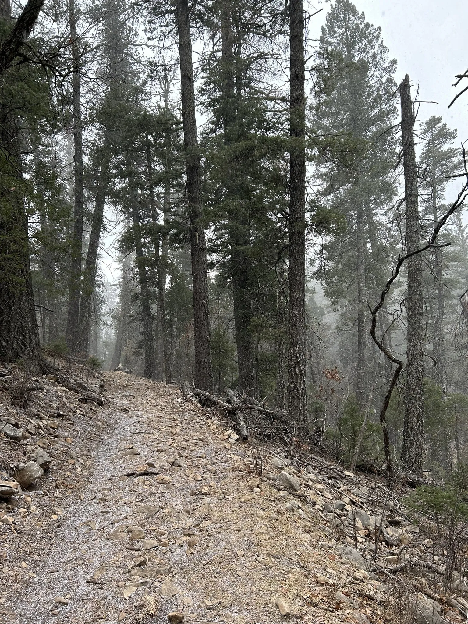Misty forest trail winding uphill through tall pines with fog filtering through the canopy