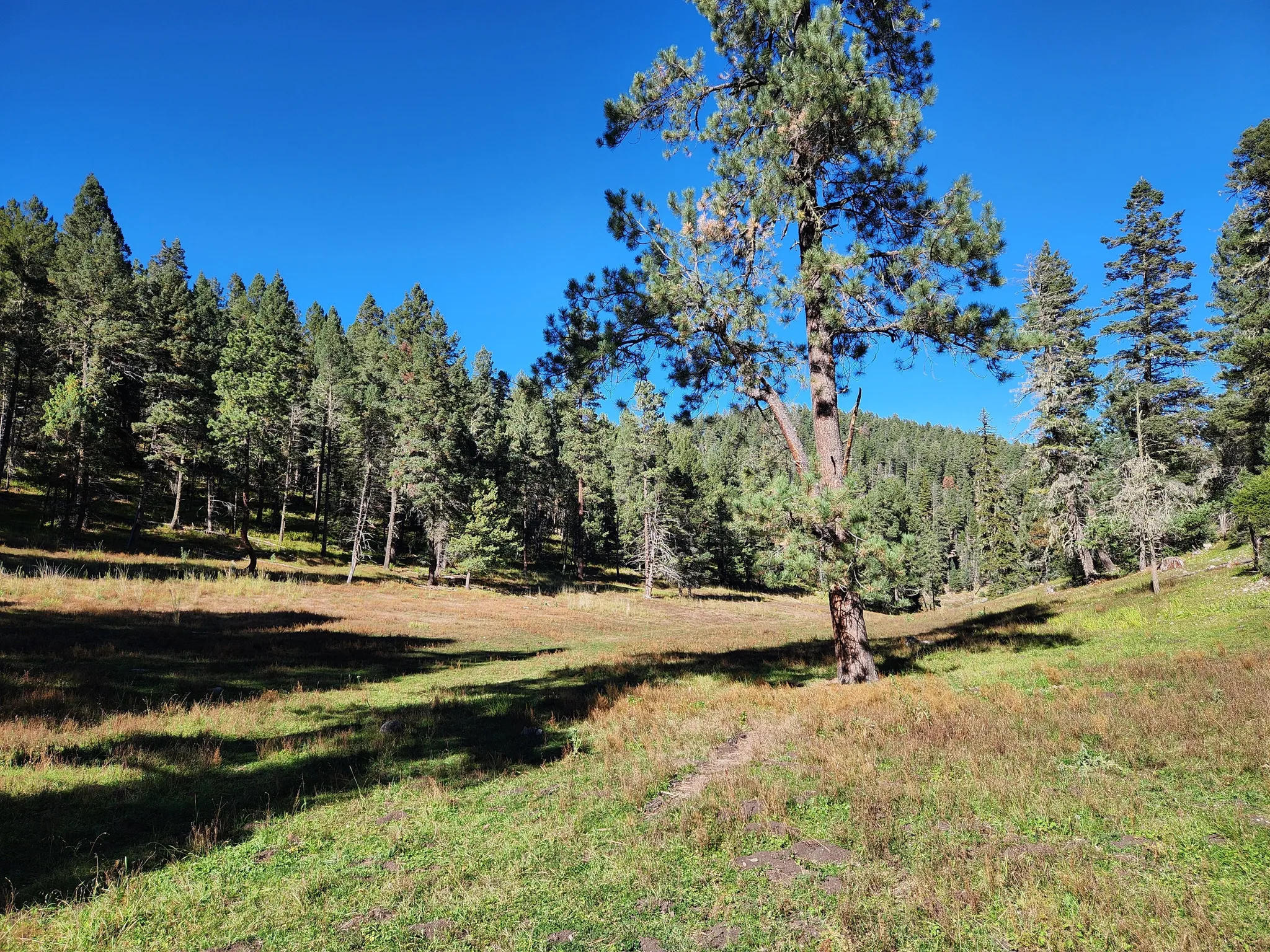 Open mountain meadow with lone ponderosa pine and dense conifer forest along the ridgeline under blue sky
