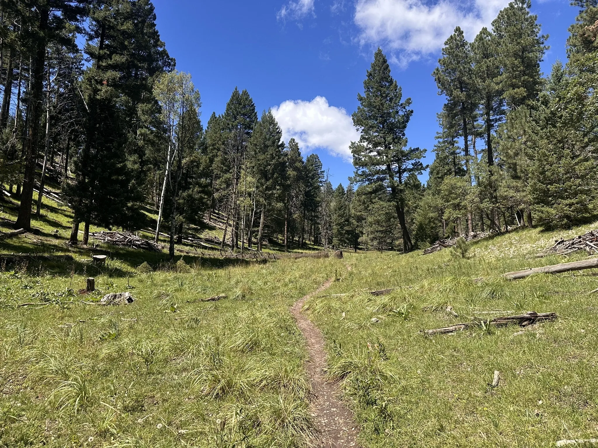 Single-track trail through green mountain meadow bordered by tall ponderosa pines under blue sky