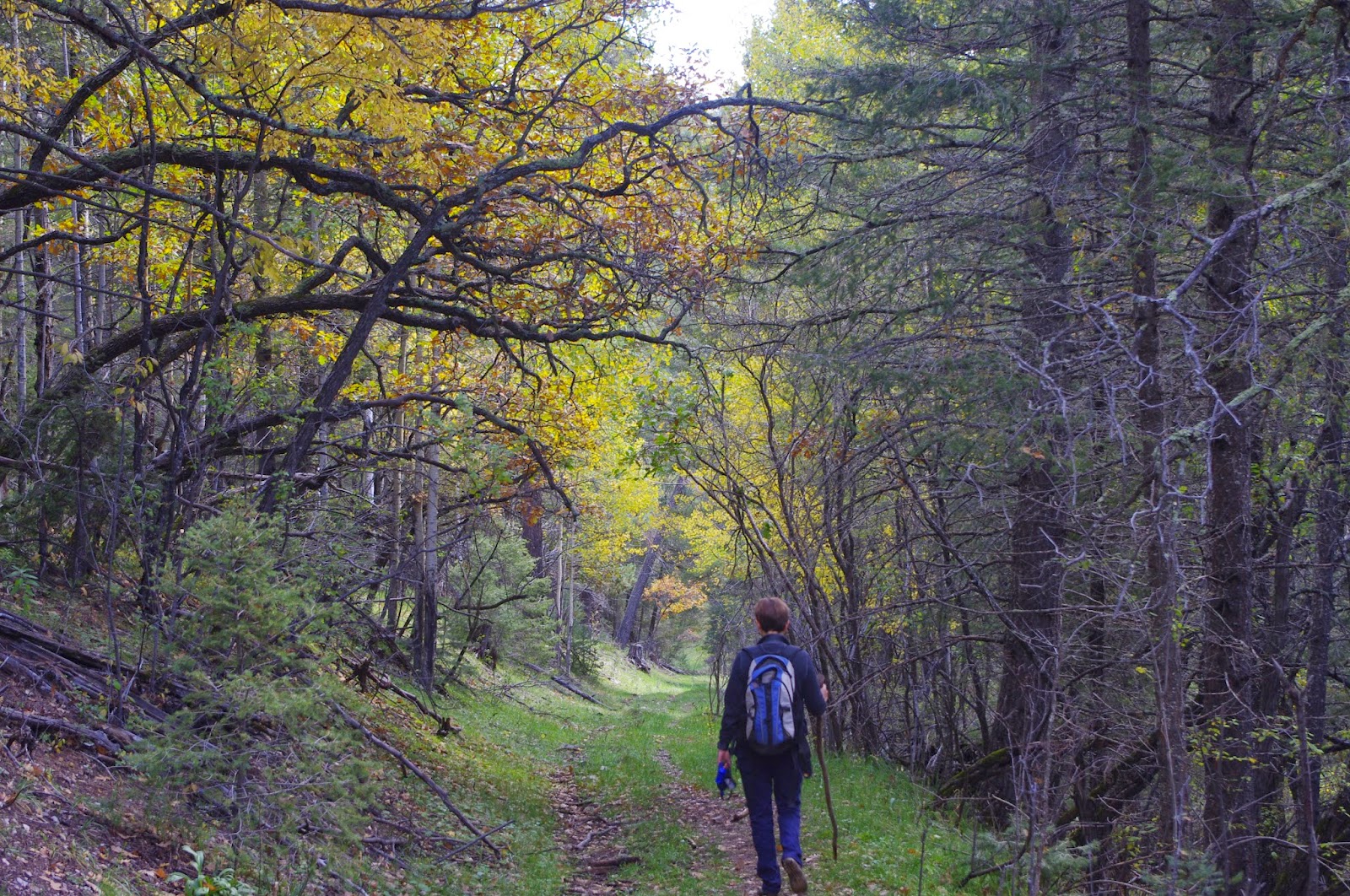 Hiker with trekking poles and backpack walking through golden fall foliage on a forest trail