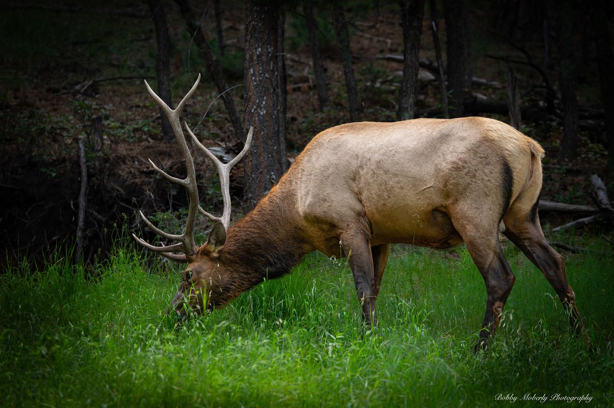 A bull elk grazing in tall grass at the edge of the forest in the Sacramento Mountains
