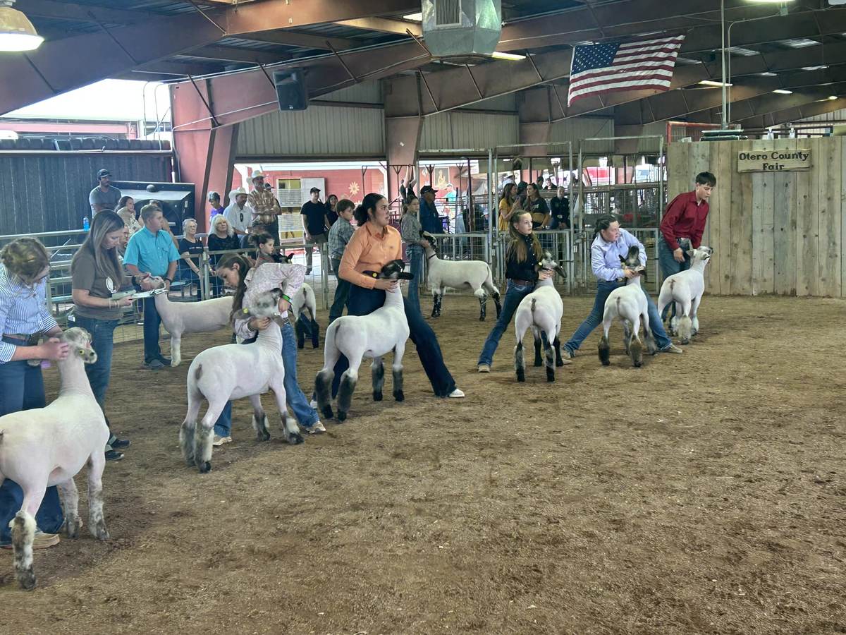 Young exhibitors leading their sheep around the show ring under the Otero County Fair sign