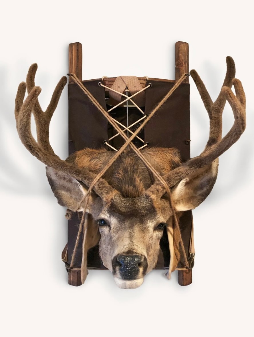 Deer mount on vintage pack frame display at The Highland