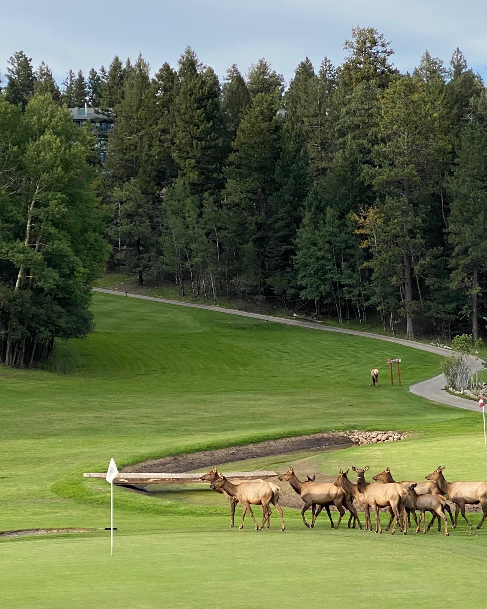 Elk grazing on the golf course at The Lodge at Cloudcroft